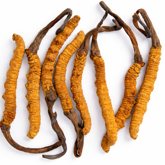 Cordyceps (Cordyceps Sinesis CS-4)