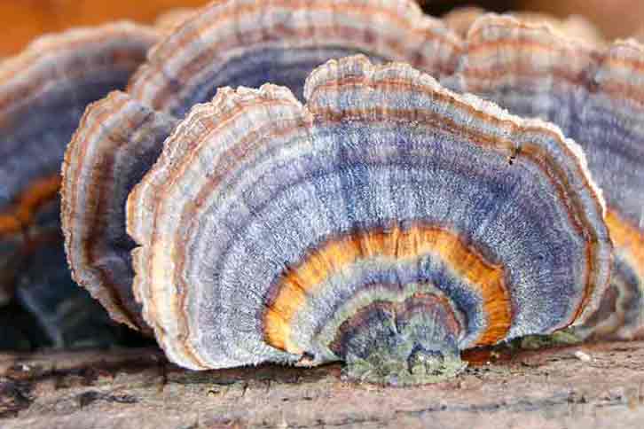 Turkey Tail