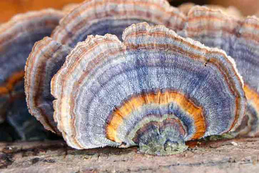 Turkey Tail