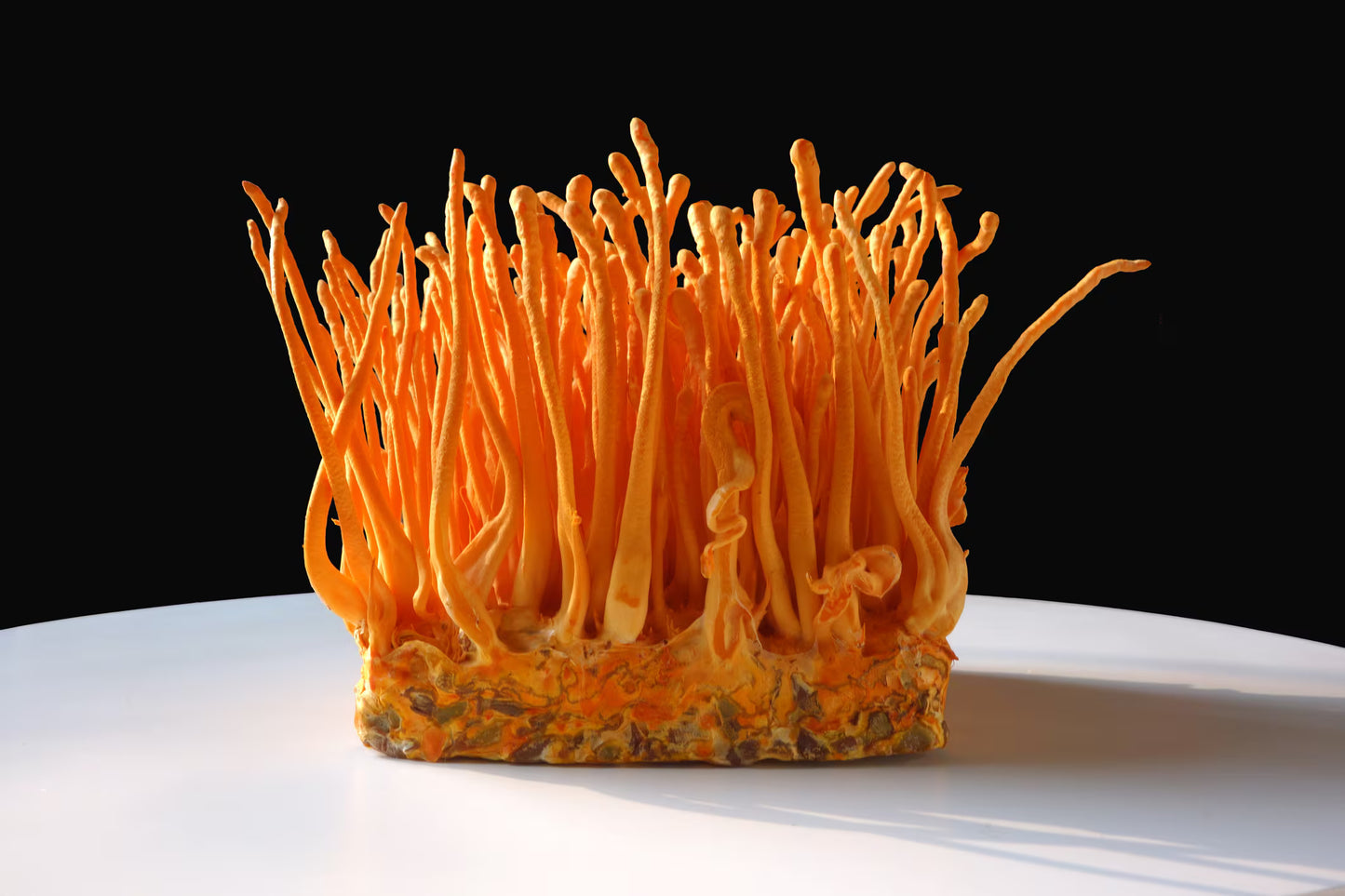 Cordyceps