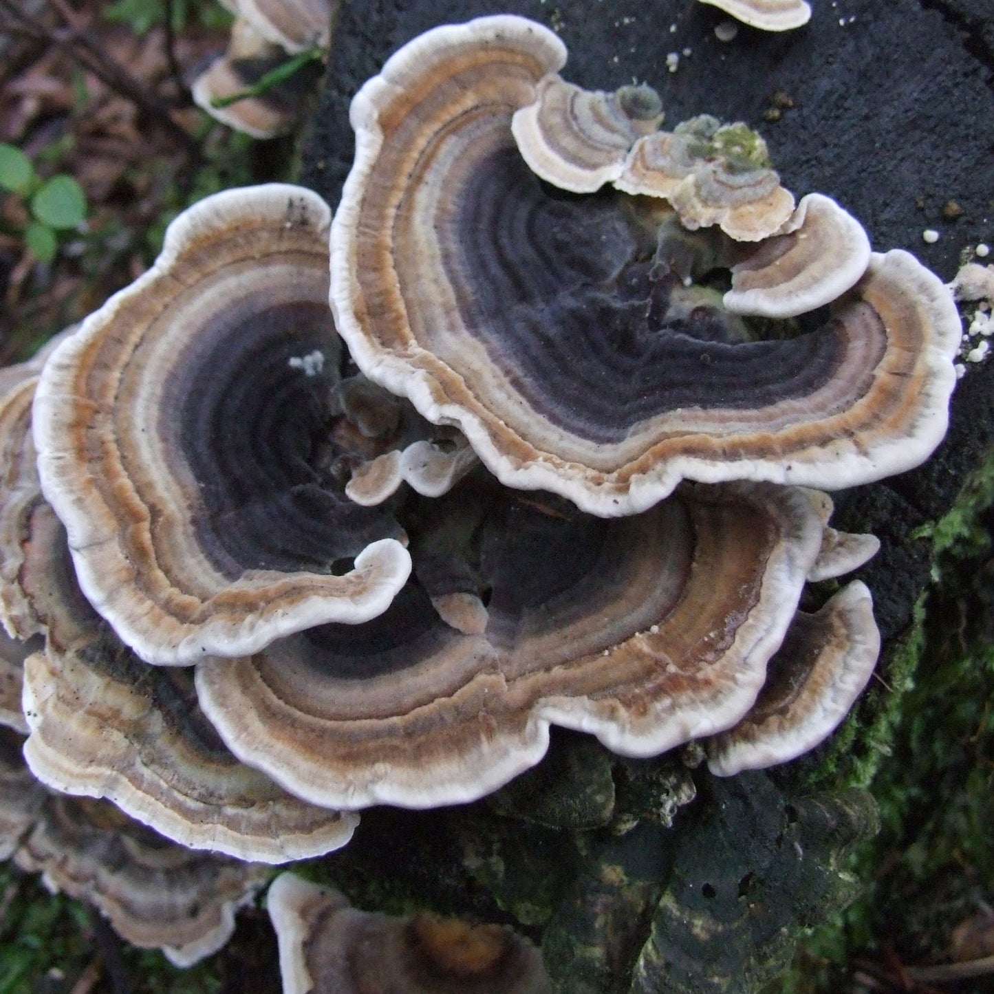 Turkey Tail
