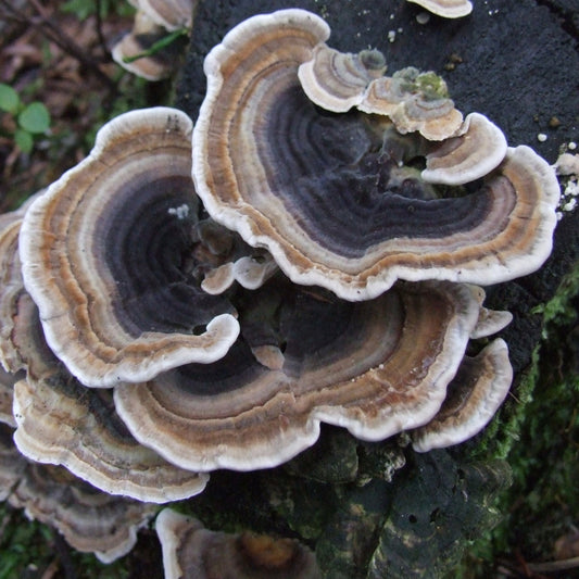 Turkey Tail