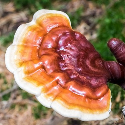 Reishi (Ganoderma Lucidum)