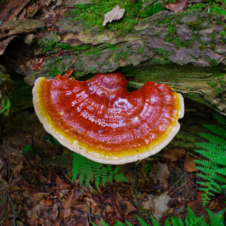 Reishi (Ganoderma Lucidum)